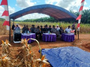 Babinsa Koramil 1015-08/mth Sertu Suhardi Hadir Panen Jagung Perdana di PT AKPL Tajur Beras Estate
