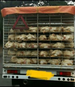 pebegalan Sebuah Mobil, Agen Ayam di kecamatan Ulumusi Tempat ke Jadian(TKP) Jembatan Air Latak, desa Padang Tepong