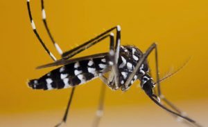 PROF SUTAN NASOMAL : PRESIDEN RI HARUS MEMPERHATIKAN KASUS DBD. NYAMUK WOLBACHIA AEDES AEGYPTI TIDAK BERMANFAAT DAN MASYARAKAT TERSERANG DBD