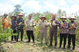 Panen Raya Jagung Serentak Kuartal III Tahun 2025 Digelar di Desa Halimaung Jaya