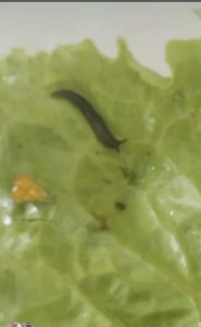 Penemuan cacing di dalam paket Makanan Bergizi Gratis (MBG) Di SMK N 2 kayuang.