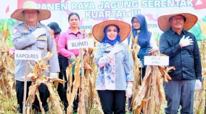 Panen raya jagung serentak kwartal III di Labuhan batu