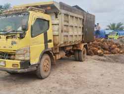 Polsek Antang Kalang Amankan Pencuri Buah Sawit di PT Unggul Lestari