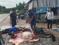 Tumbuhkan Solidaritas Keluaga Besar CV. Dwika Sukses Gelar Kurban Idul Adha 1447 Hijriah di Sampit